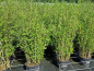 Preview: Fargesia murielae "Blue Lizard" ® - (Bambus "Blue Lizard" ®),